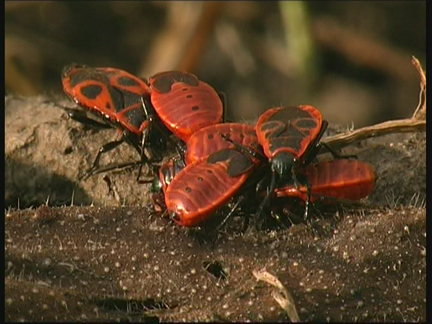125803843 / Fire Bug / Germany