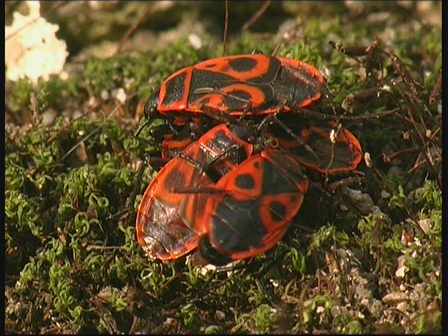 720530354 / Fire Bug / Germany
