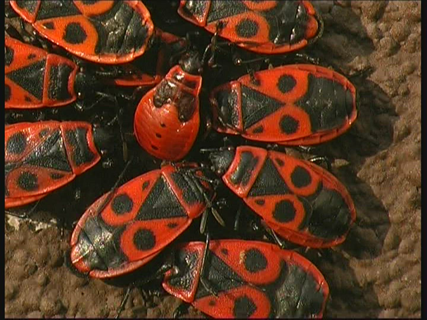 734049227 / Fire Bug / Germany