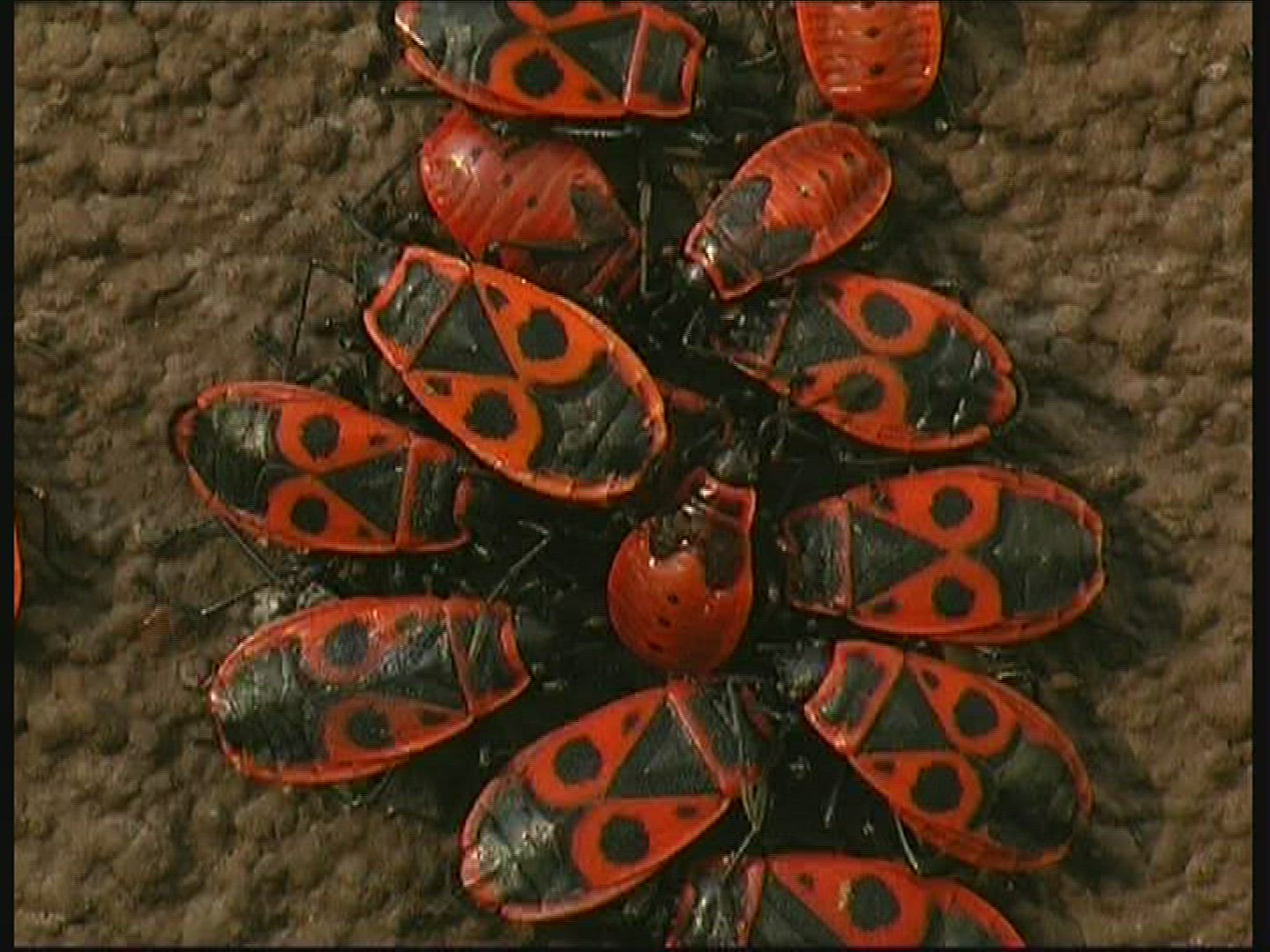 358330496 / Fire Bug / Germany