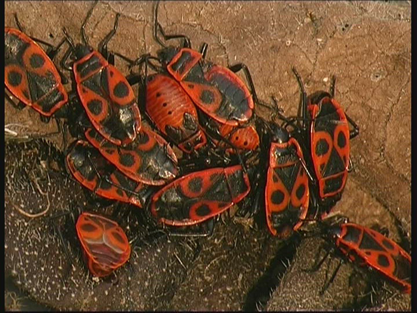 200233752 / Fire Bug / Germany