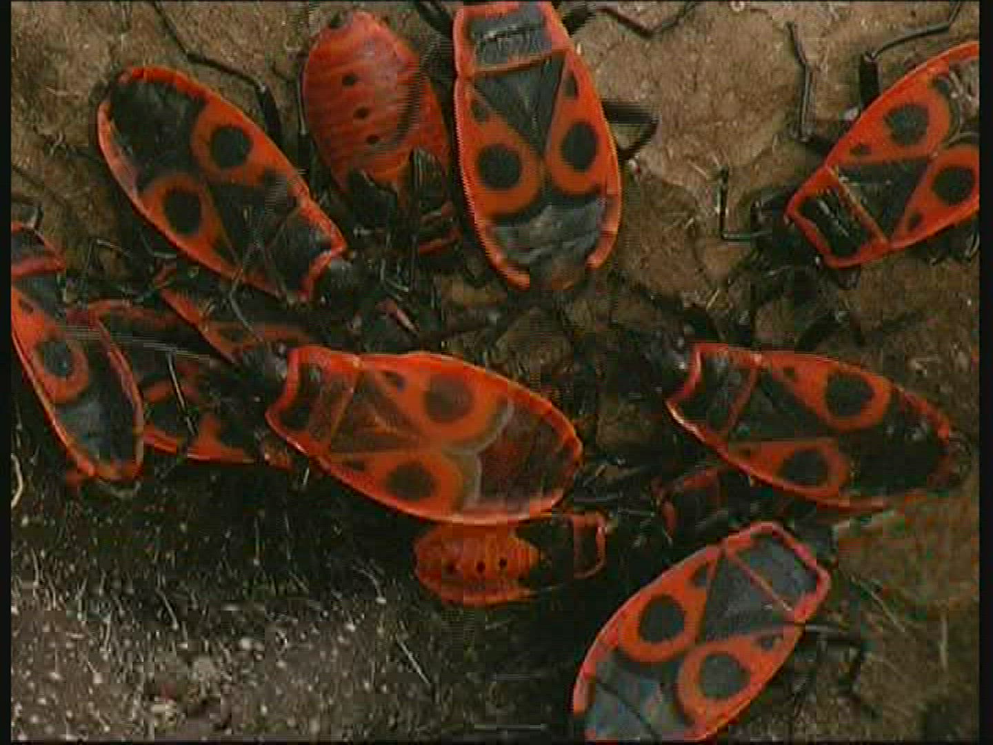 557485628 / Fire Bug / Germany