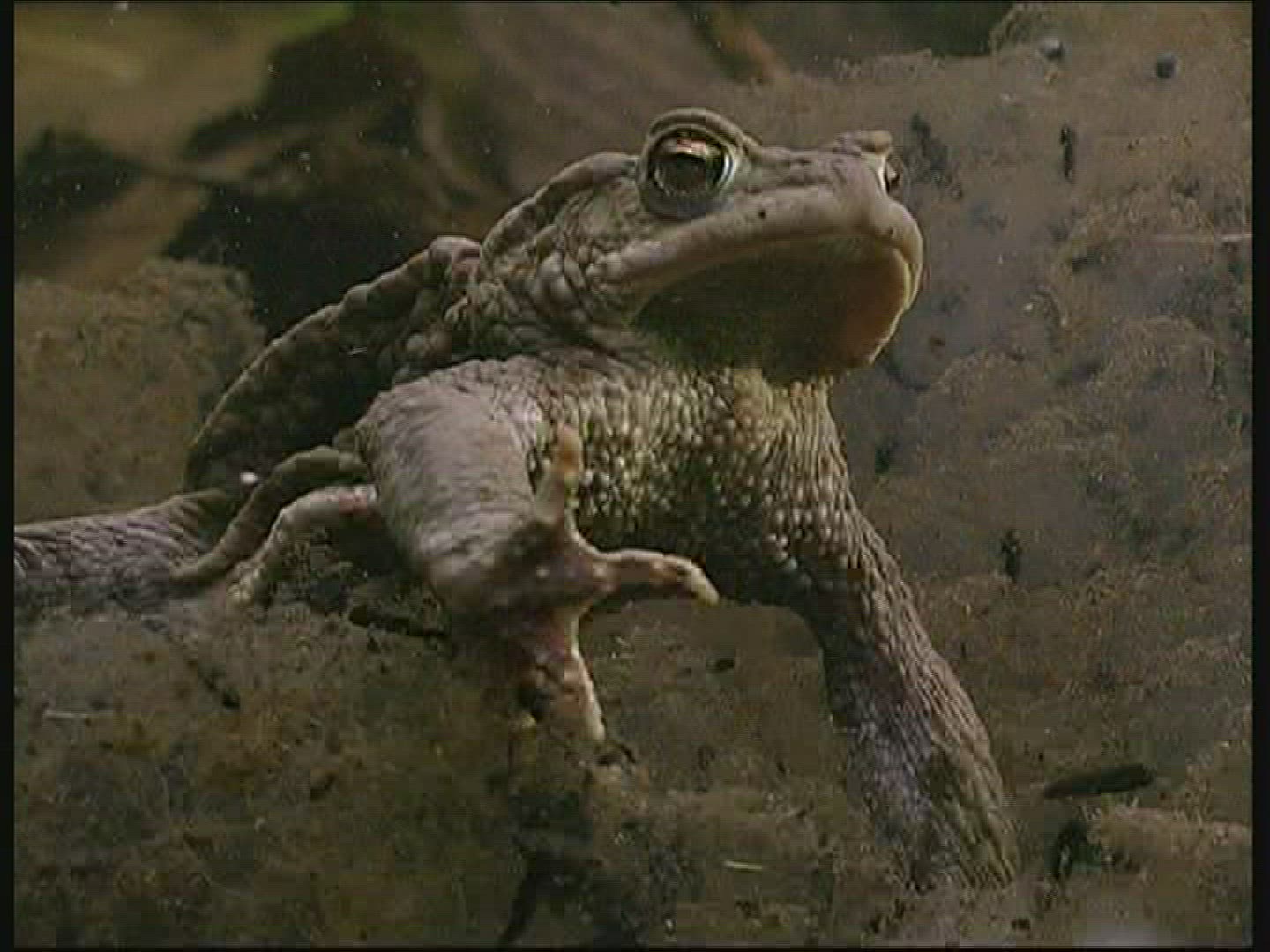 688028814 / Common Toad / Spawning / Aquarium