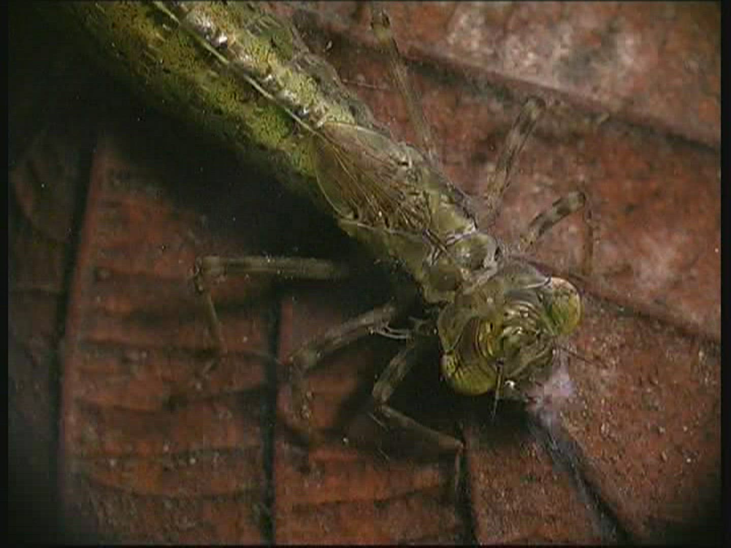 692128837 / Hawker / Larva
