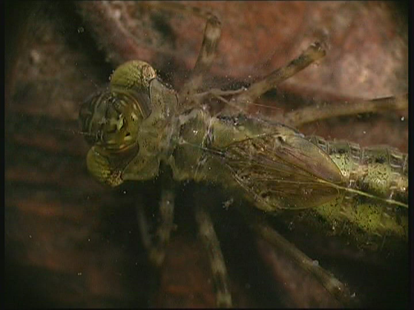 910230263 / Hawker / Larva