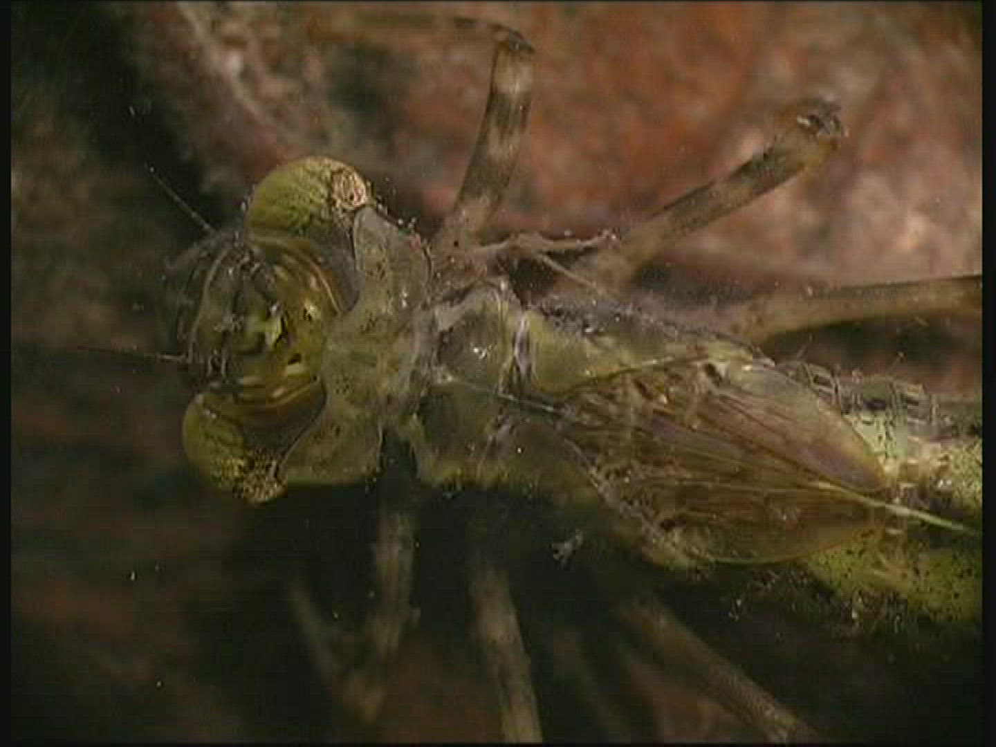 256181052 / Hawker / Larva