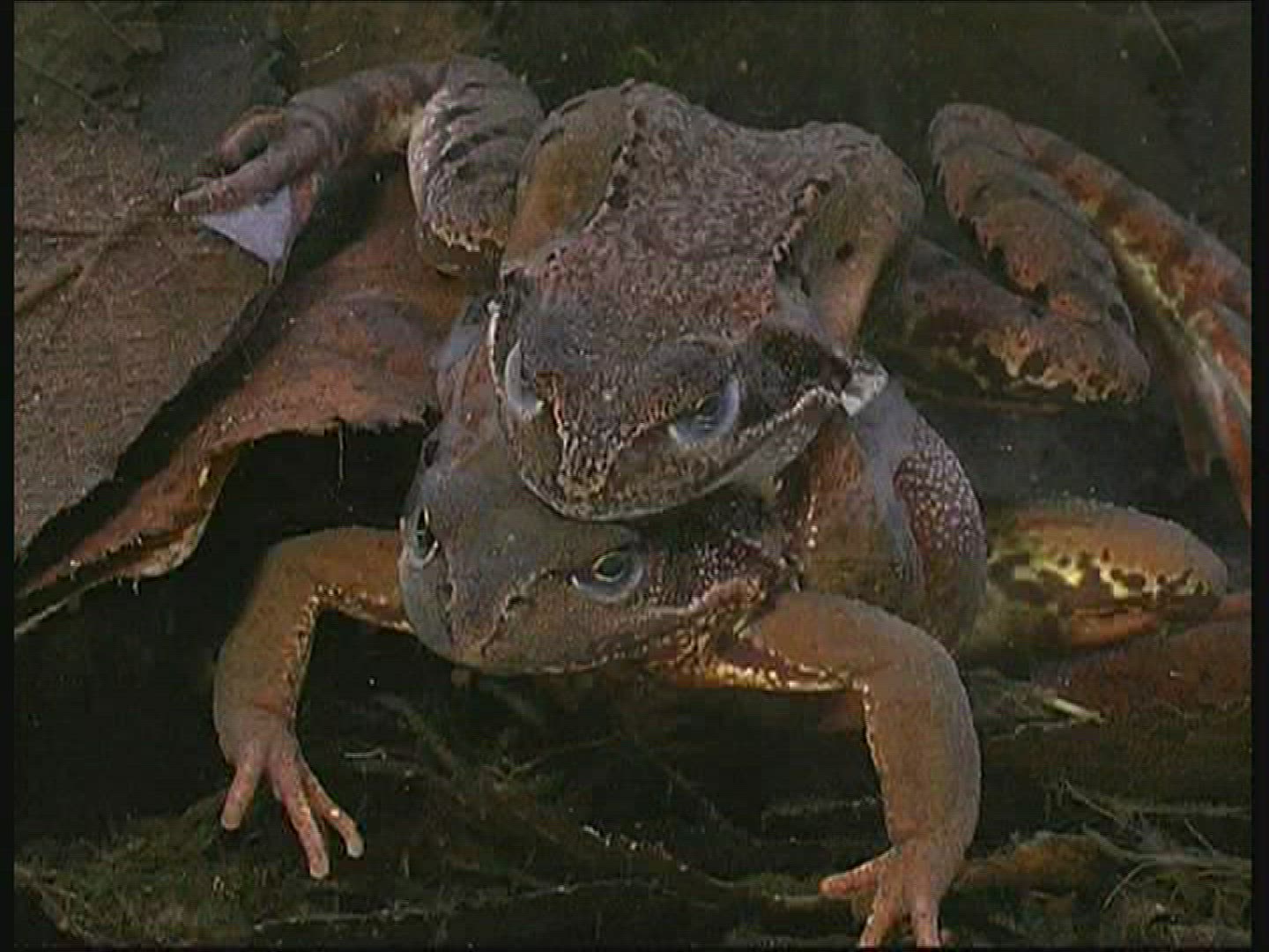 685664671 / Pool Frog / Mating / Germany