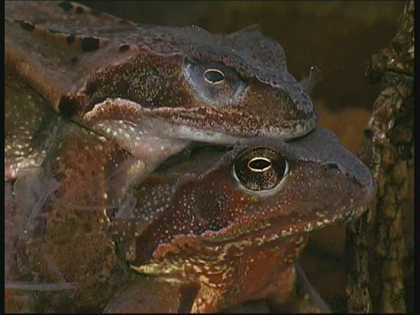 826193478 / Pool Frog / Mating / Germany