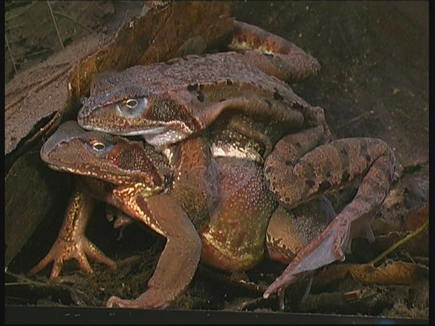 497790686 / Pool Frog / Mating / Germany