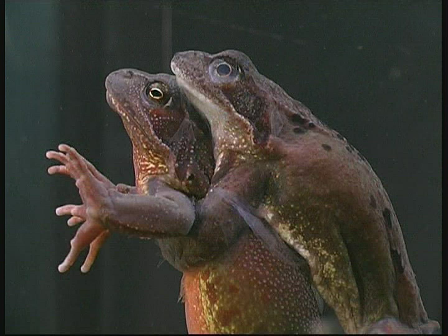 984300764 / Pool Frog / Mating / Germany