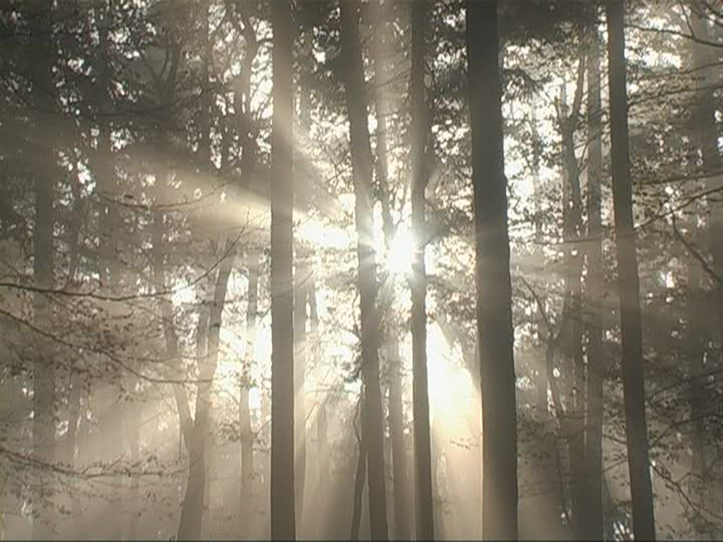 260964488 / Mixed Forest / Sunray / Germany