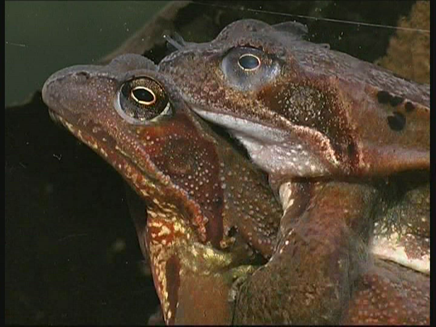 296462199 / Pool Frog / Mating / Germany