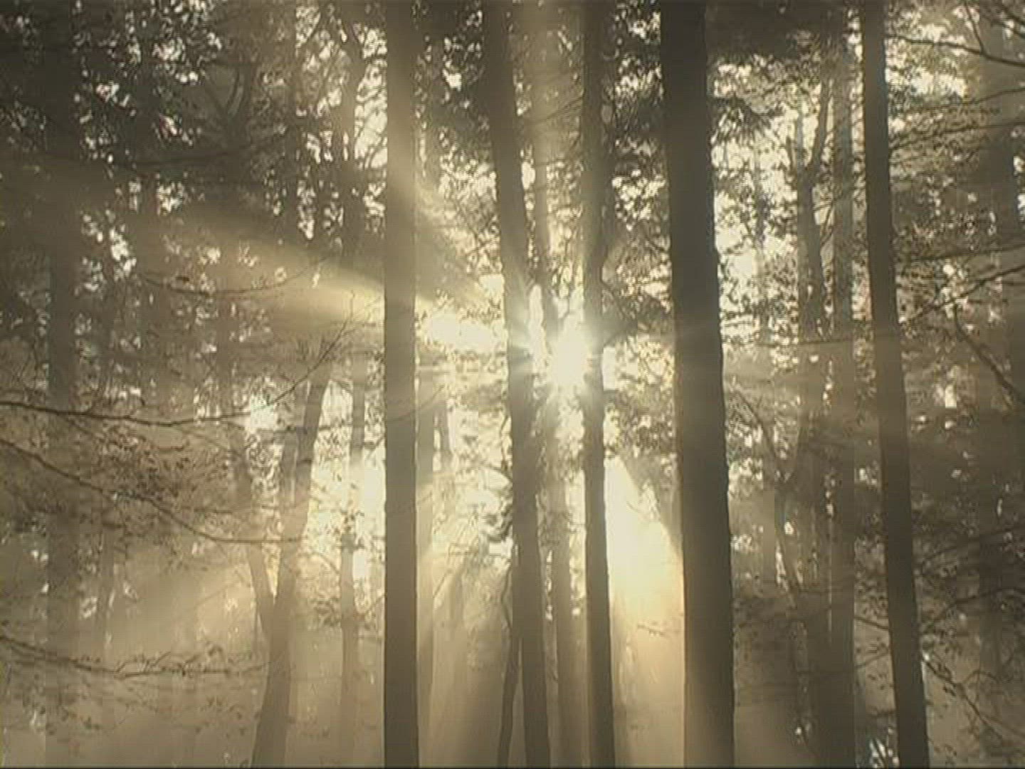 414538166 / Mixed Forest / Sunray / Germany