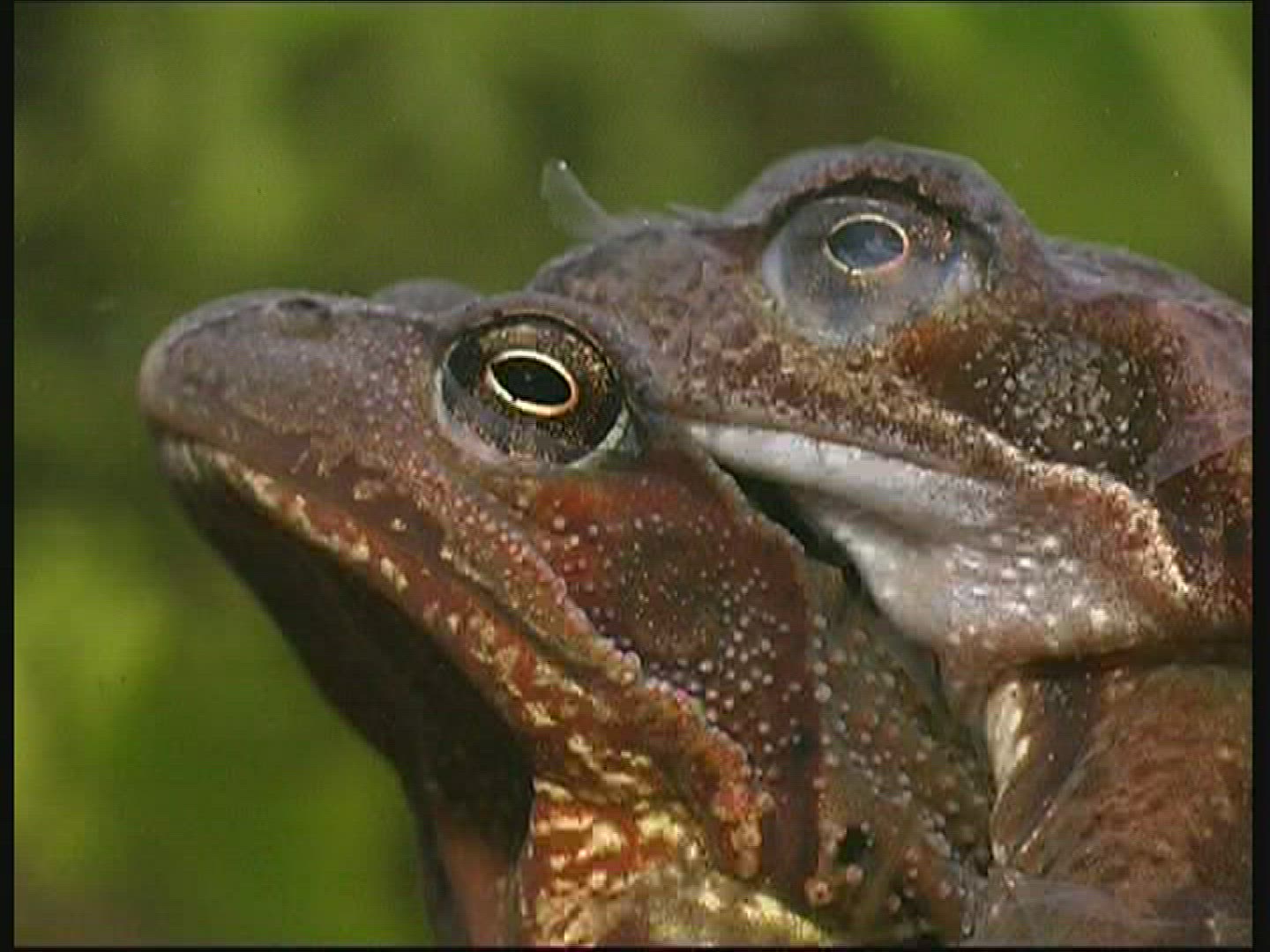 988415158 / Pool Frog / Mating / Germany