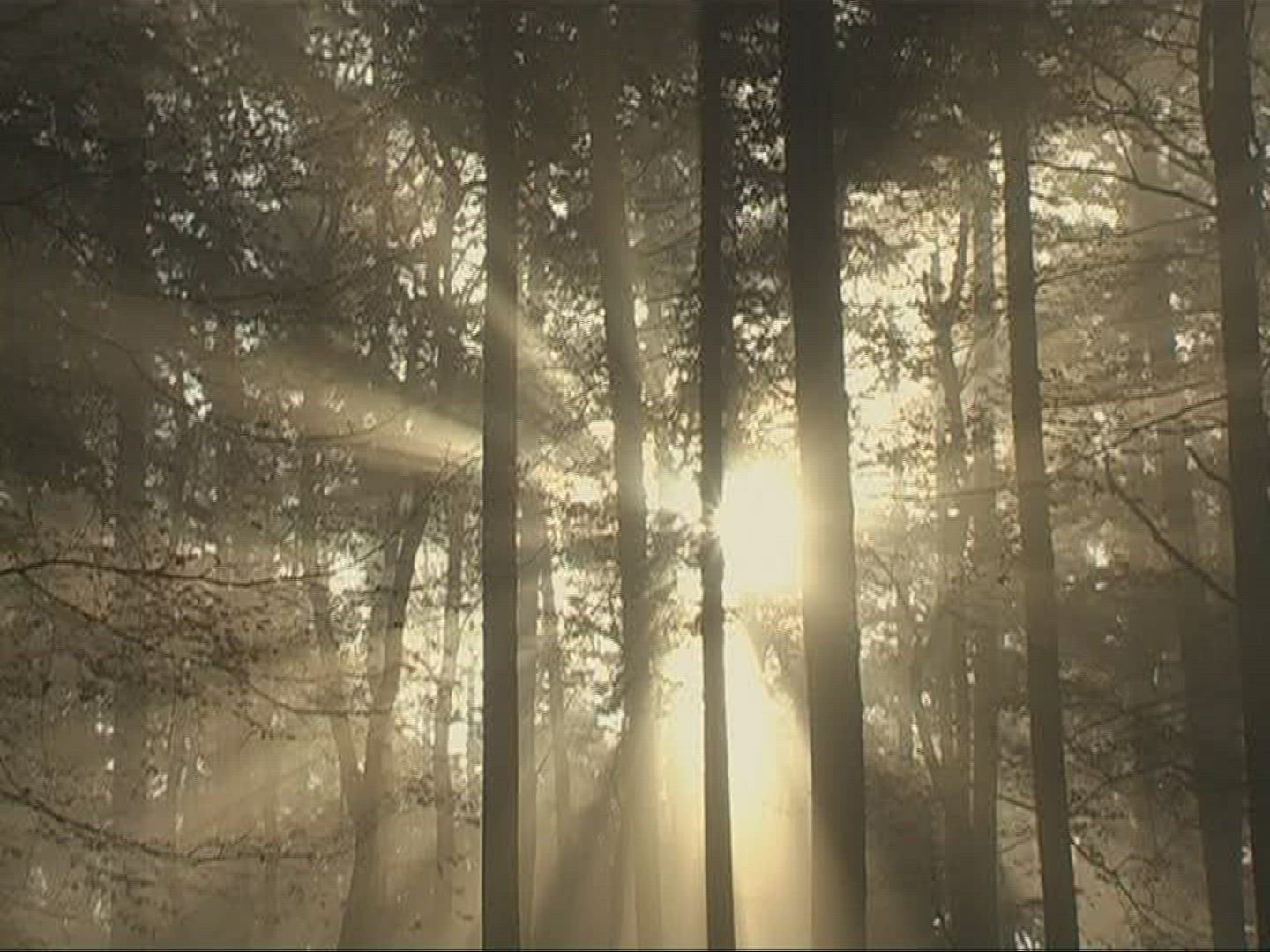 600125204 / Mixed Forest / Sunray / Germany