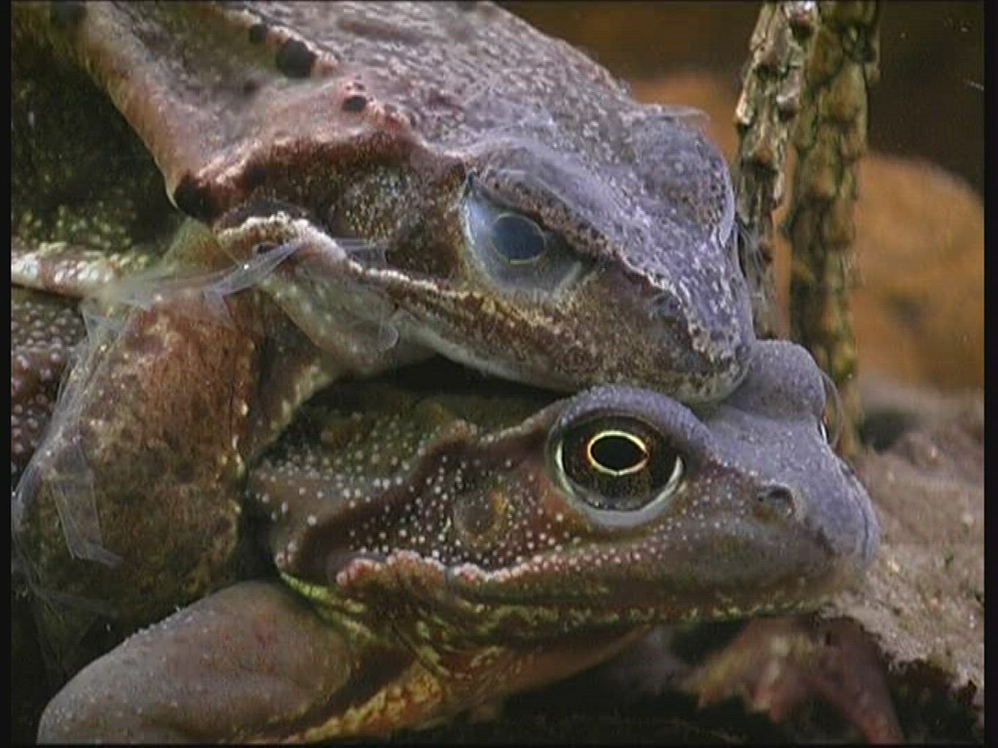 108705751 / Pool Frog / Mating / Germany