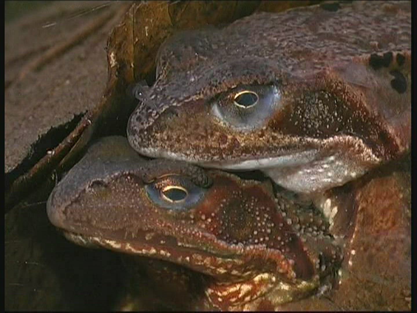 654353694 / Pool Frog / Mating / Germany