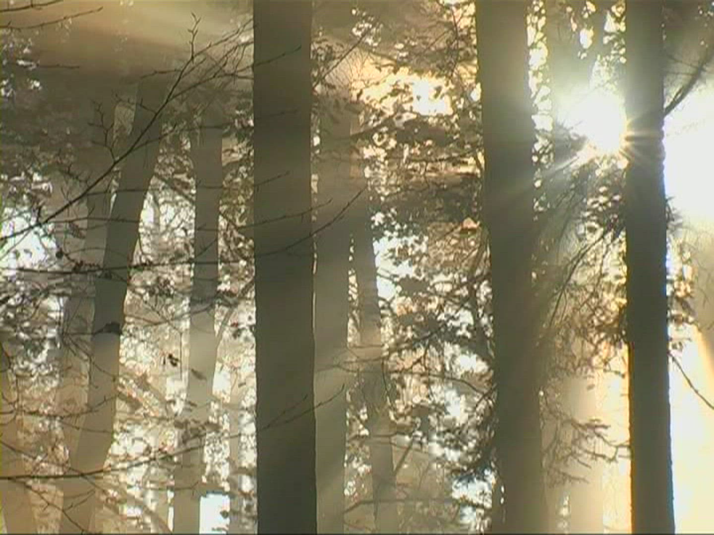 877158207 / Mixed Forest / Sunray / Germany