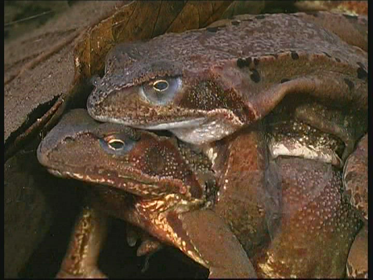 556420302 / Pool Frog / Mating / Germany