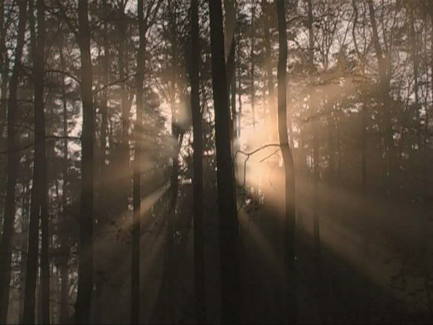400085059 / Mixed Forest / Sunray / Germany