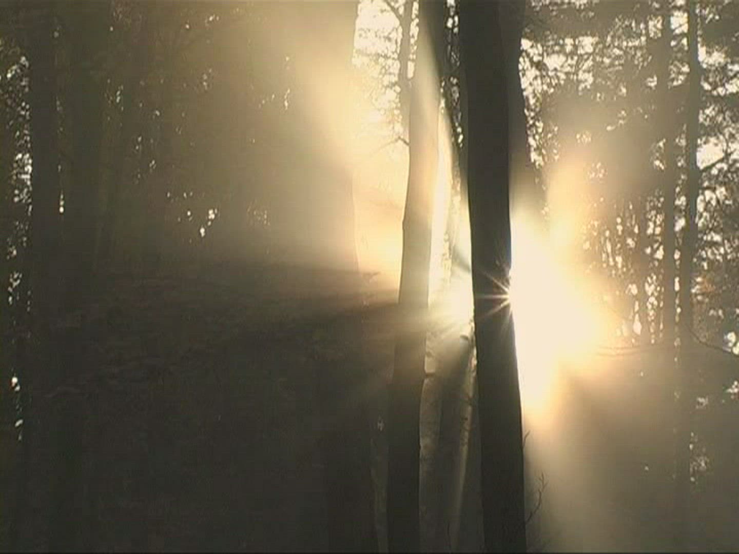 991929555 / Mixed Forest / Sunray / Germany