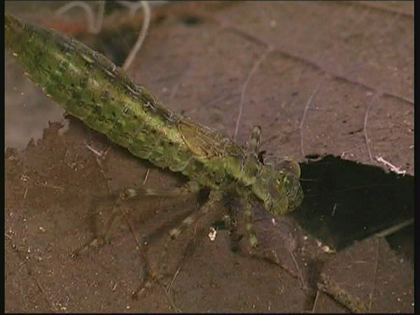 935303089 / Hawker / Larva