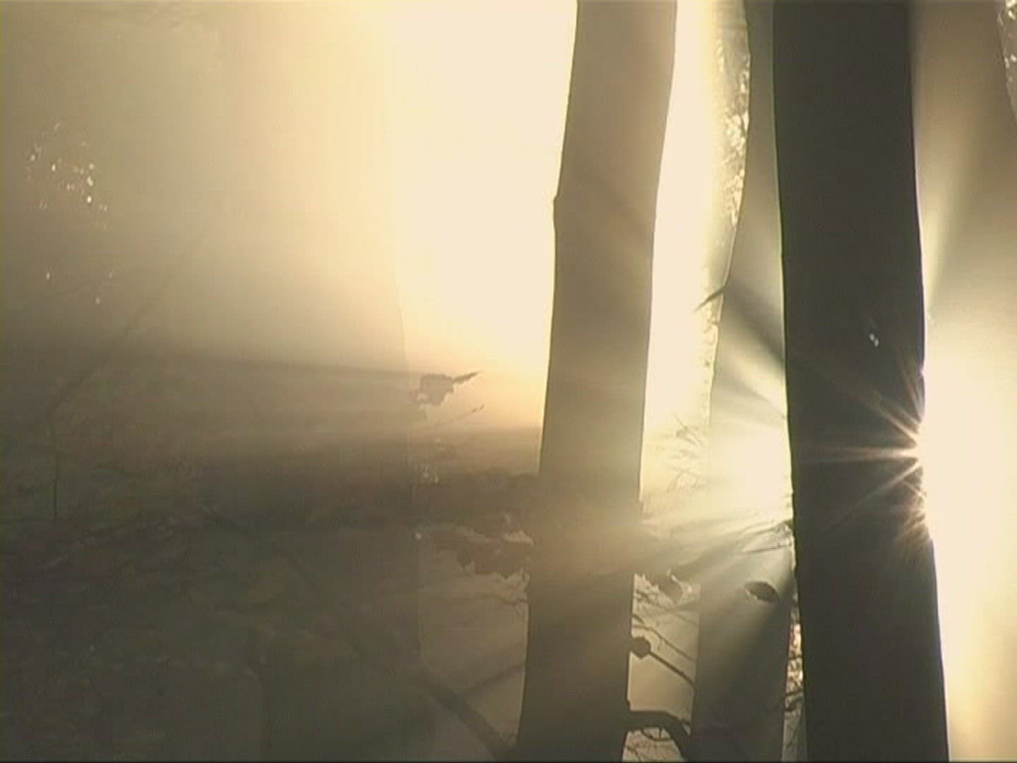 880419238 / Mixed Forest / Sunray / Germany