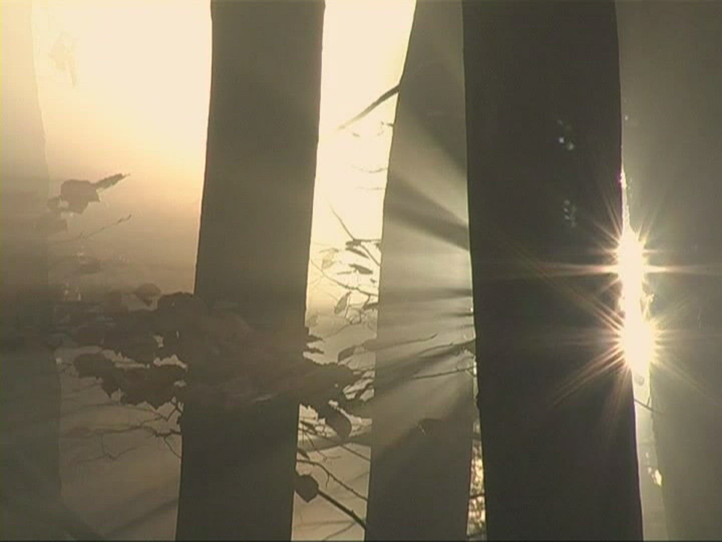 537835856 / Mixed Forest / Sunray / Germany