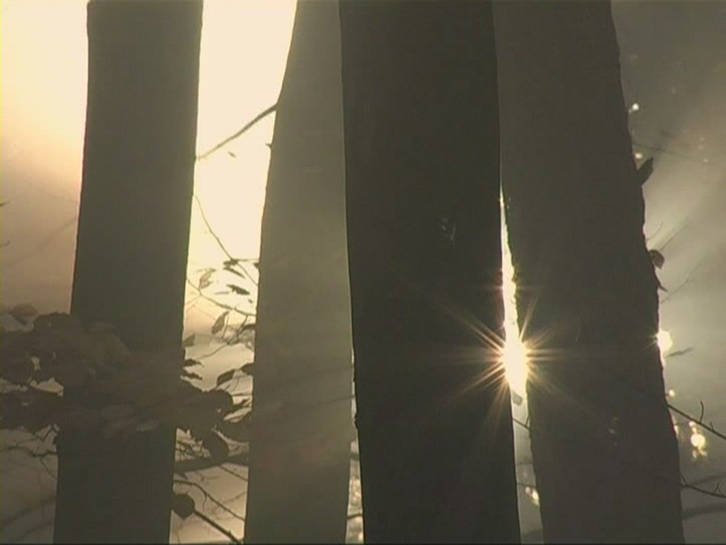 431811516 / Mixed Forest / Sunray / Germany