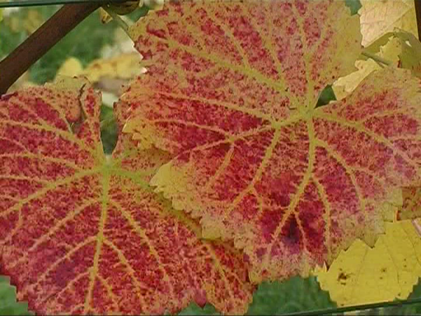464884944 / Vine Leaf / Leaf Vein / Germany