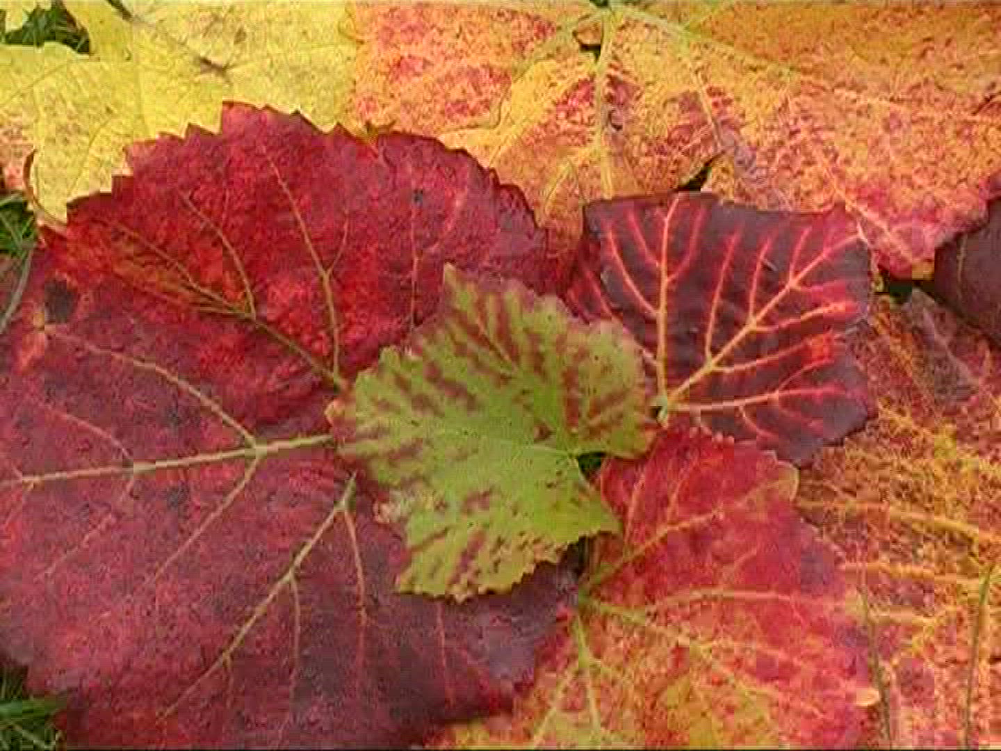 577350931 / Vine Leaf / Leaf Vein / Germany