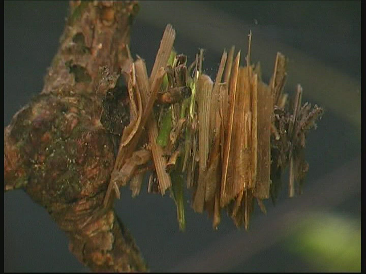 669556273 / Caddis Fly / Larva