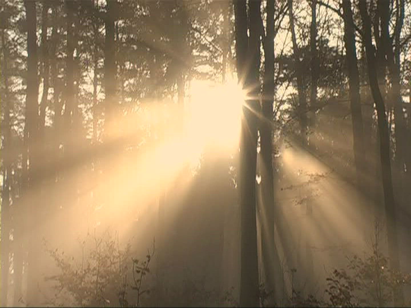 885094536 / Mixed Forest / Sunray / Germany