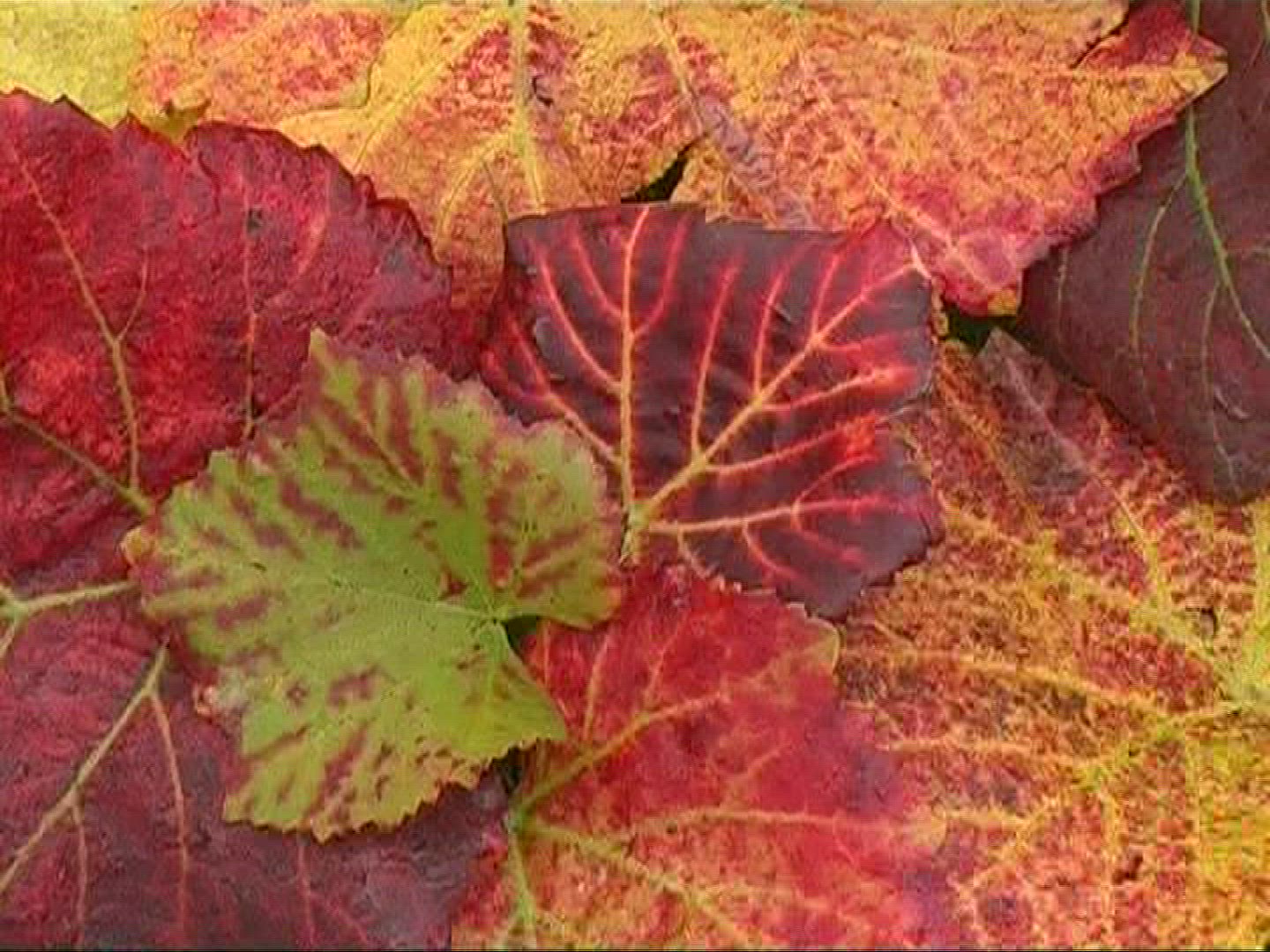 874308683 / Vine Leaf / Leaf Vein / Germany