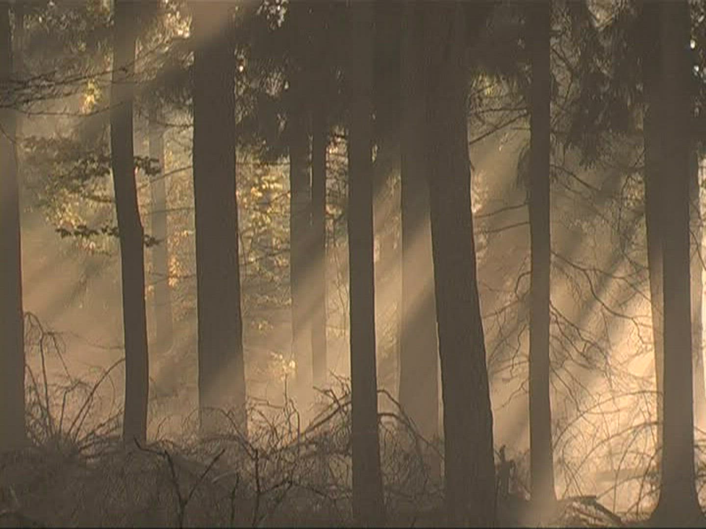 763297406 / Mixed Forest / Sunray / Germany
