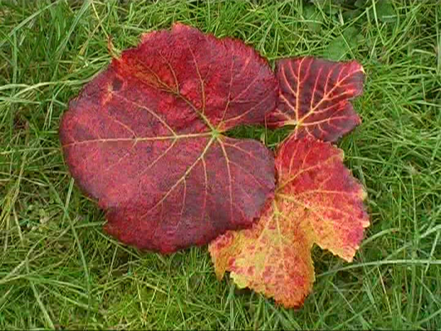 353391634 / Vine Leaf / Leaf Vein / Germany