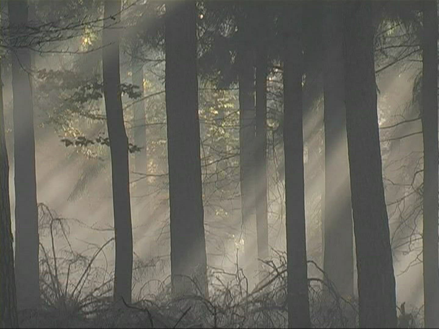 995269187 / Mixed Forest / Sunray / Germany