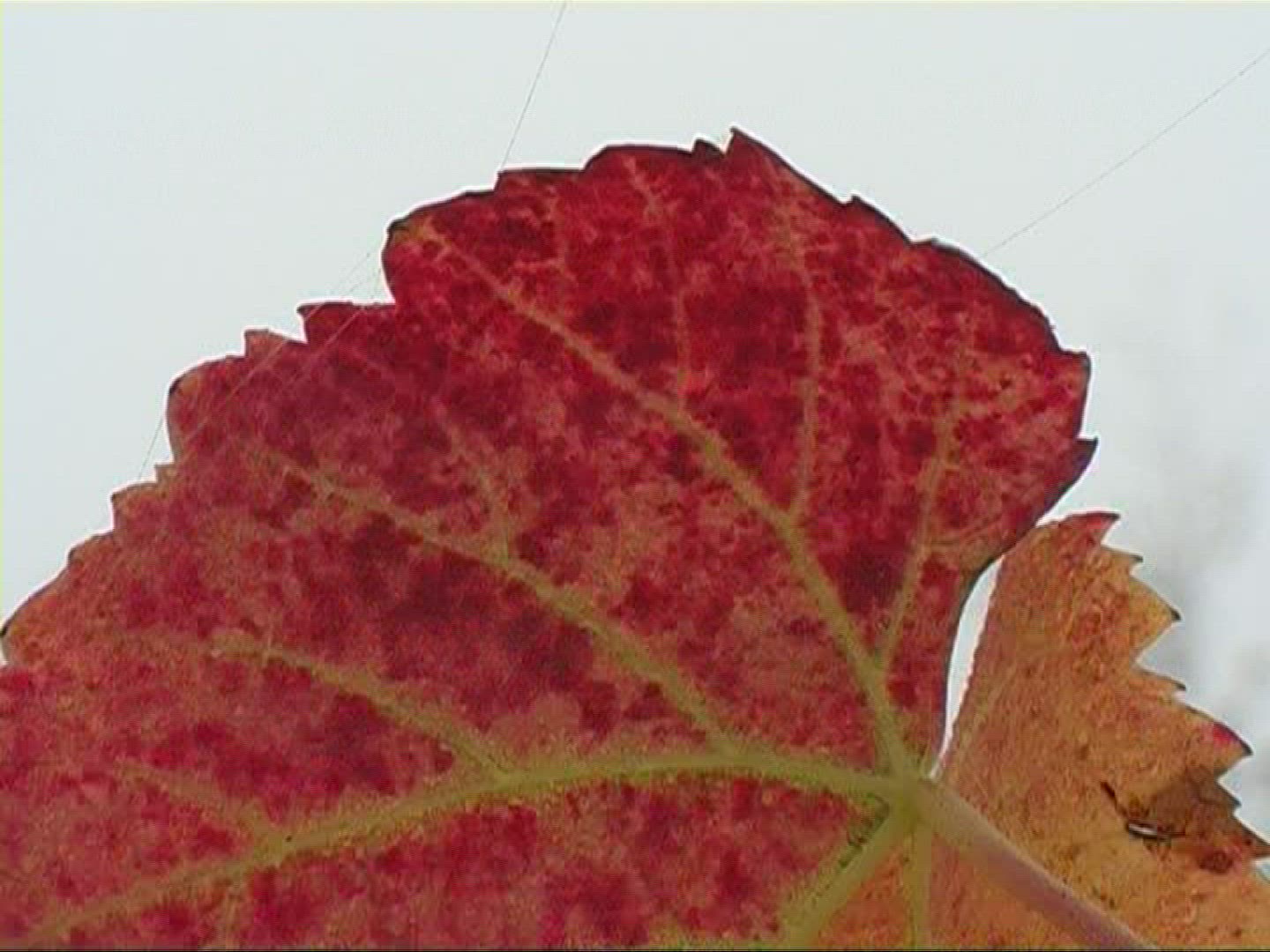 506780046 / Vine Leaf / Leaf Vein / Germany