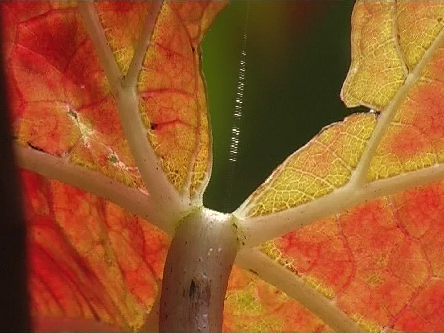 706042210 / Vine Leaf / Leaf Vein / Germany