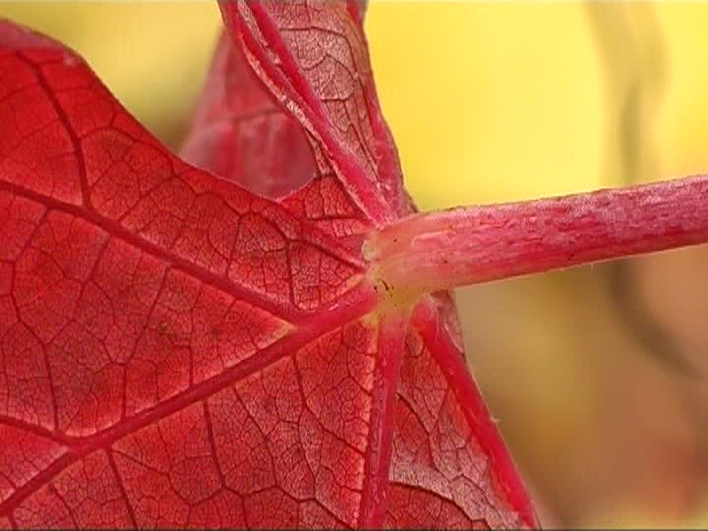 536260031 / Vine Leaf / Leaf Vein / Germany