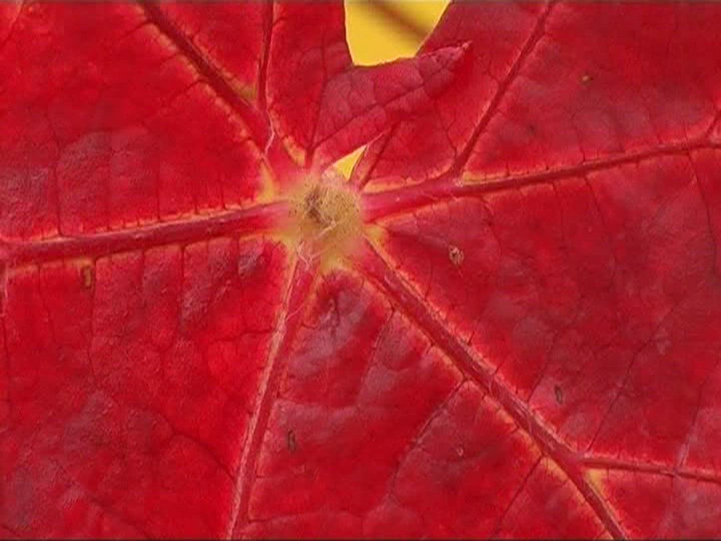 903597745 / Vine Leaf / Leaf Vein / Germany
