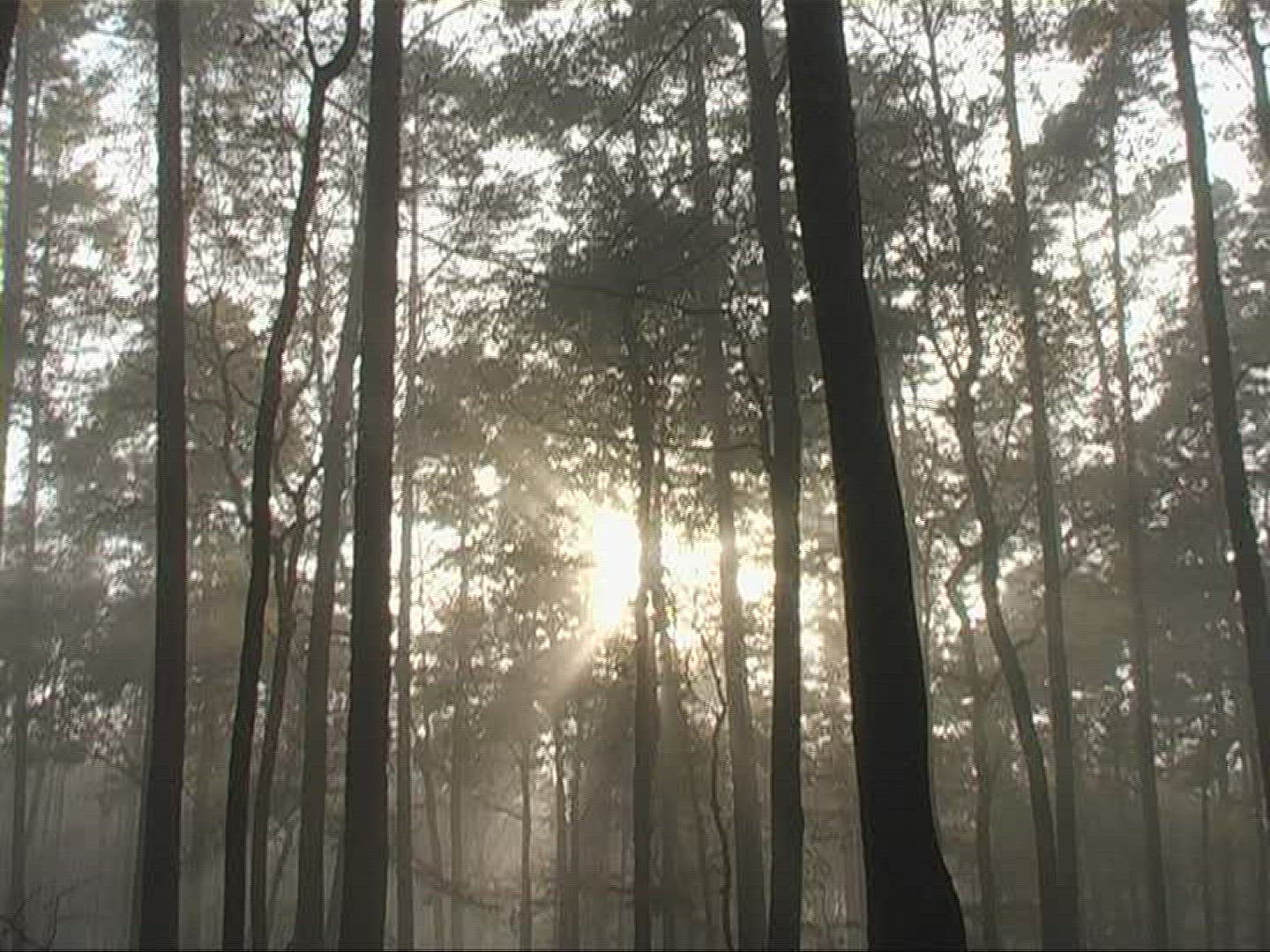 802491935 / Mixed Forest / Sunray / Germany