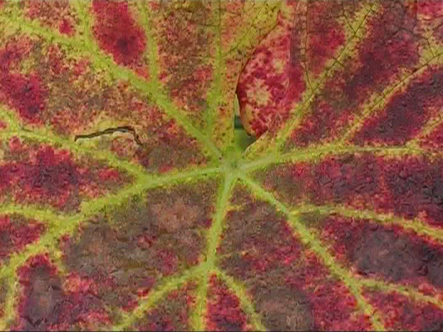 497546788 / Vine Leaf / Leaf Vein / Germany