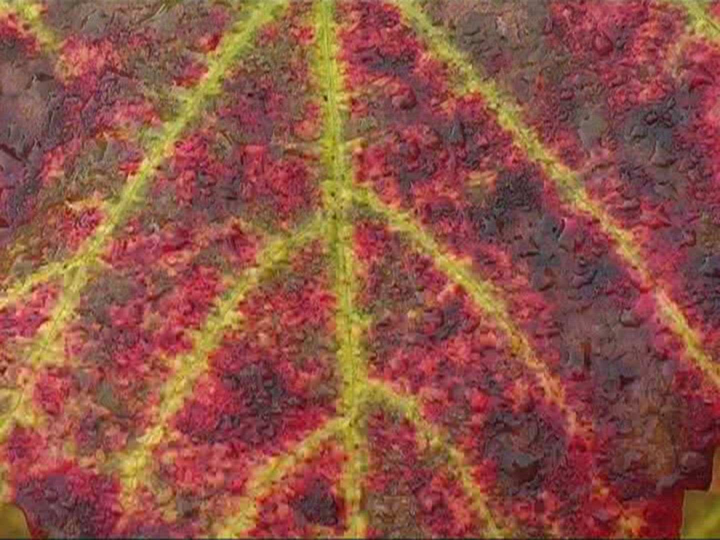623022285 / Vine Leaf / Leaf Vein / Germany