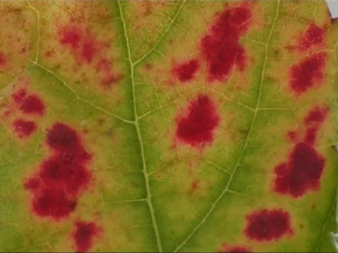 792455216 / Vine Leaf / Leaf Vein / Germany
