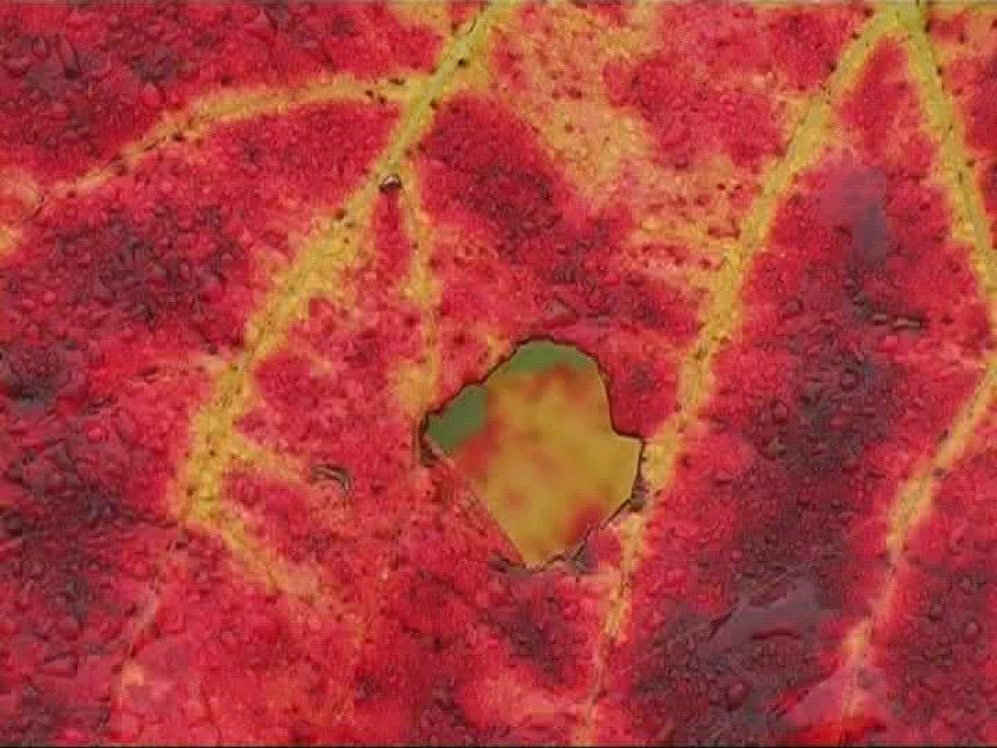 995523470 / Vine Leaf / Leaf Vein / Germany