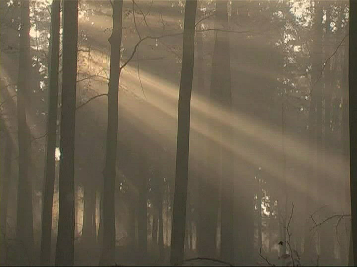 107793683 / Mixed Forest / Sunray / Germany