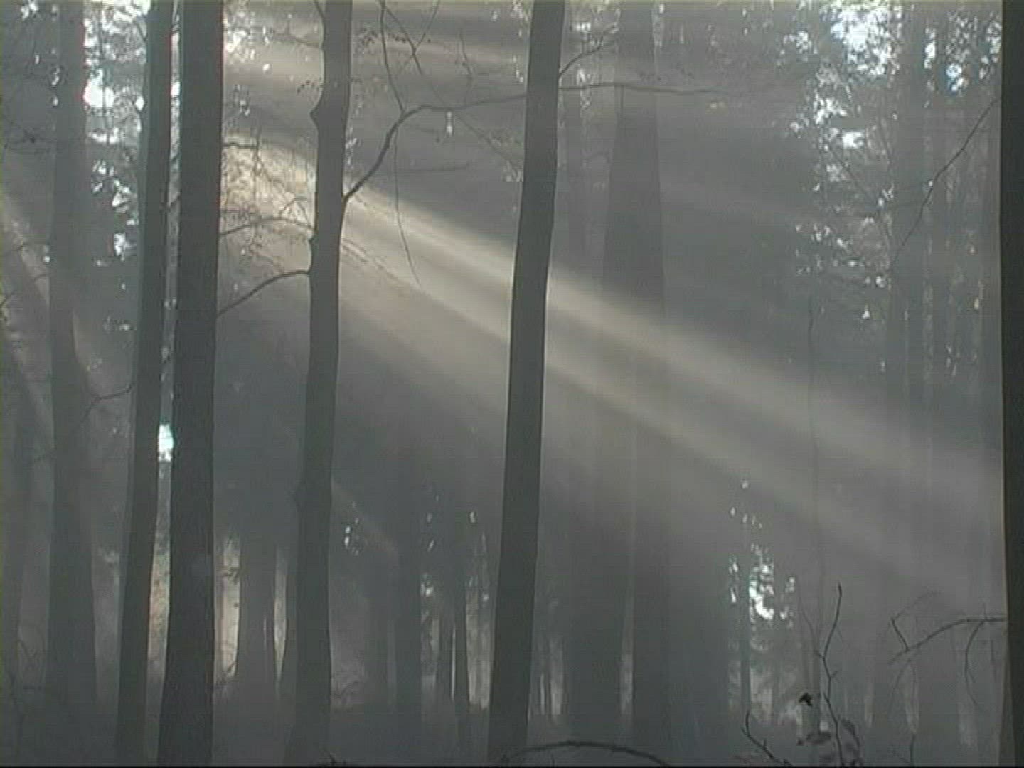 553719978 / Mixed Forest / Sunray / Germany