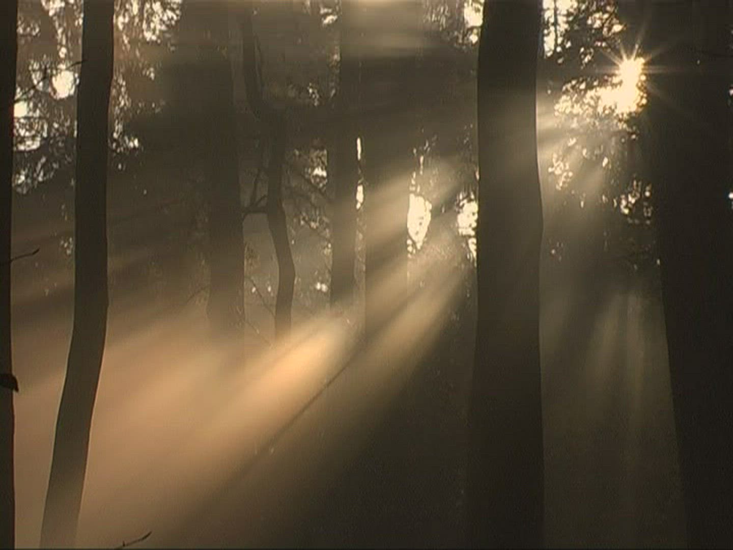 833621591 / Mixed Forest / Sunray / Germany
