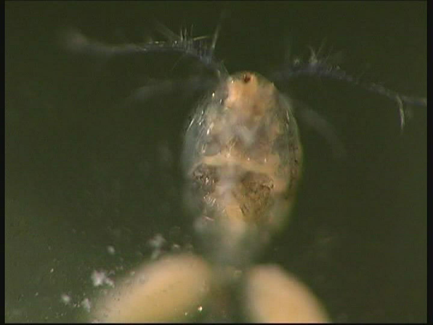 345409938 / Cyclops / Underwater Shot